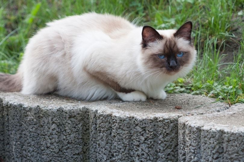 sealpoint birman cat outdoor
