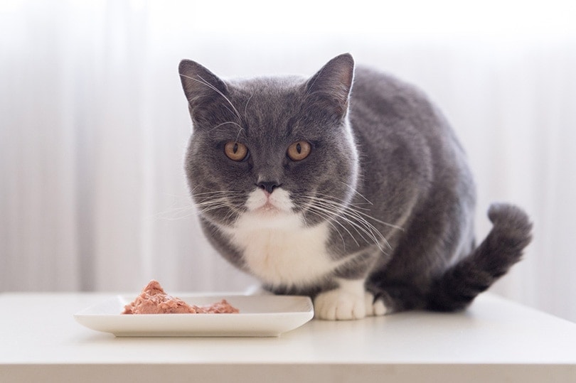 shorthair cat near cat bowl with wet cat food