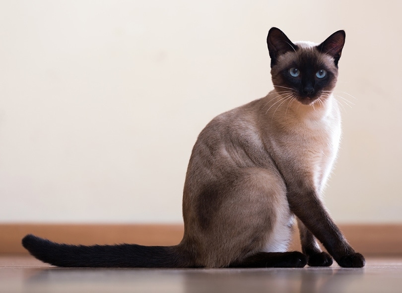 Gato siamés sentado con la cola estirada.