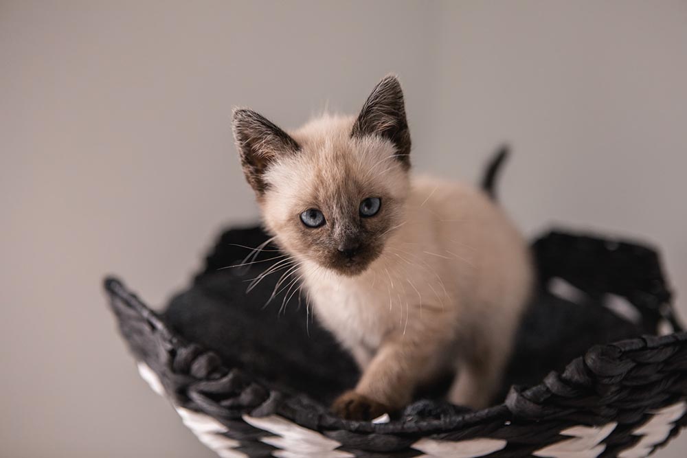 siamese kitten in a basket