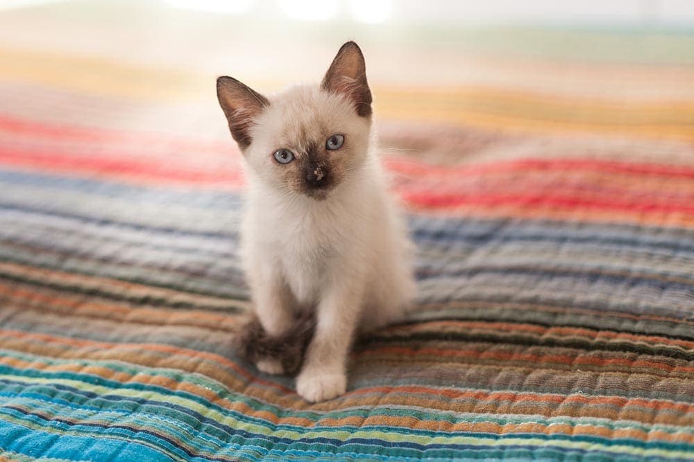 siamese kitten in the bed