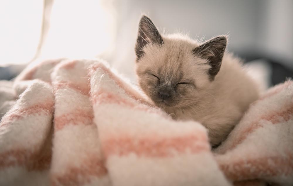 siamese kitten in the blanket
