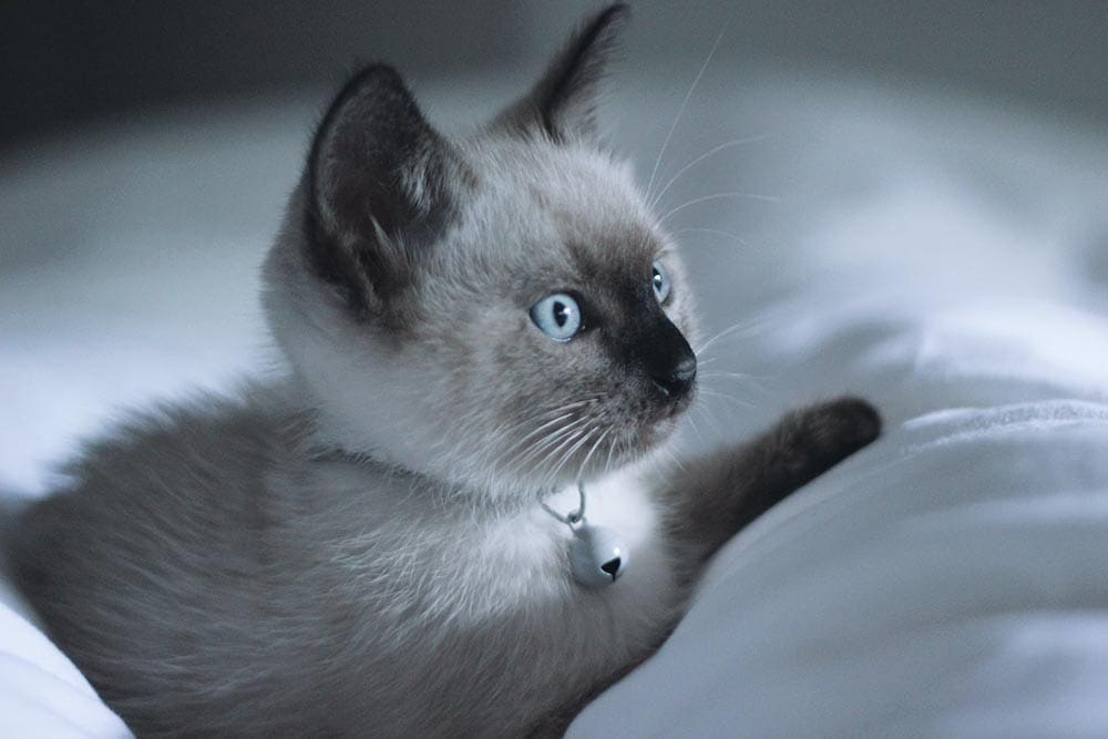 siamese kitten looking away