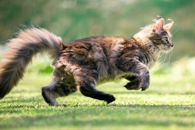 nhìn từ bên của một con mèo maine coon trẻ tuổi vui tươi