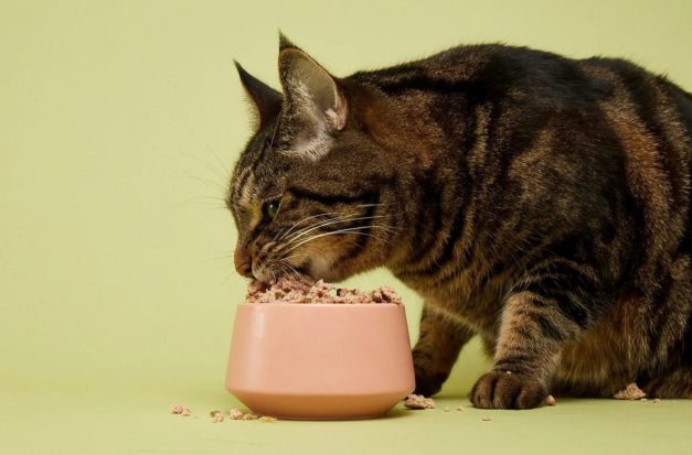 How Much Does Smalls Cat Food Cost 2023 Price Guide Hepper