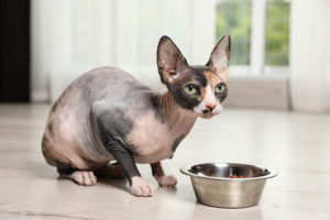 sphynx eating