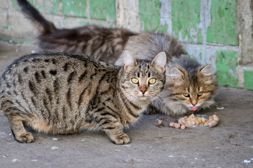 street cats eating food