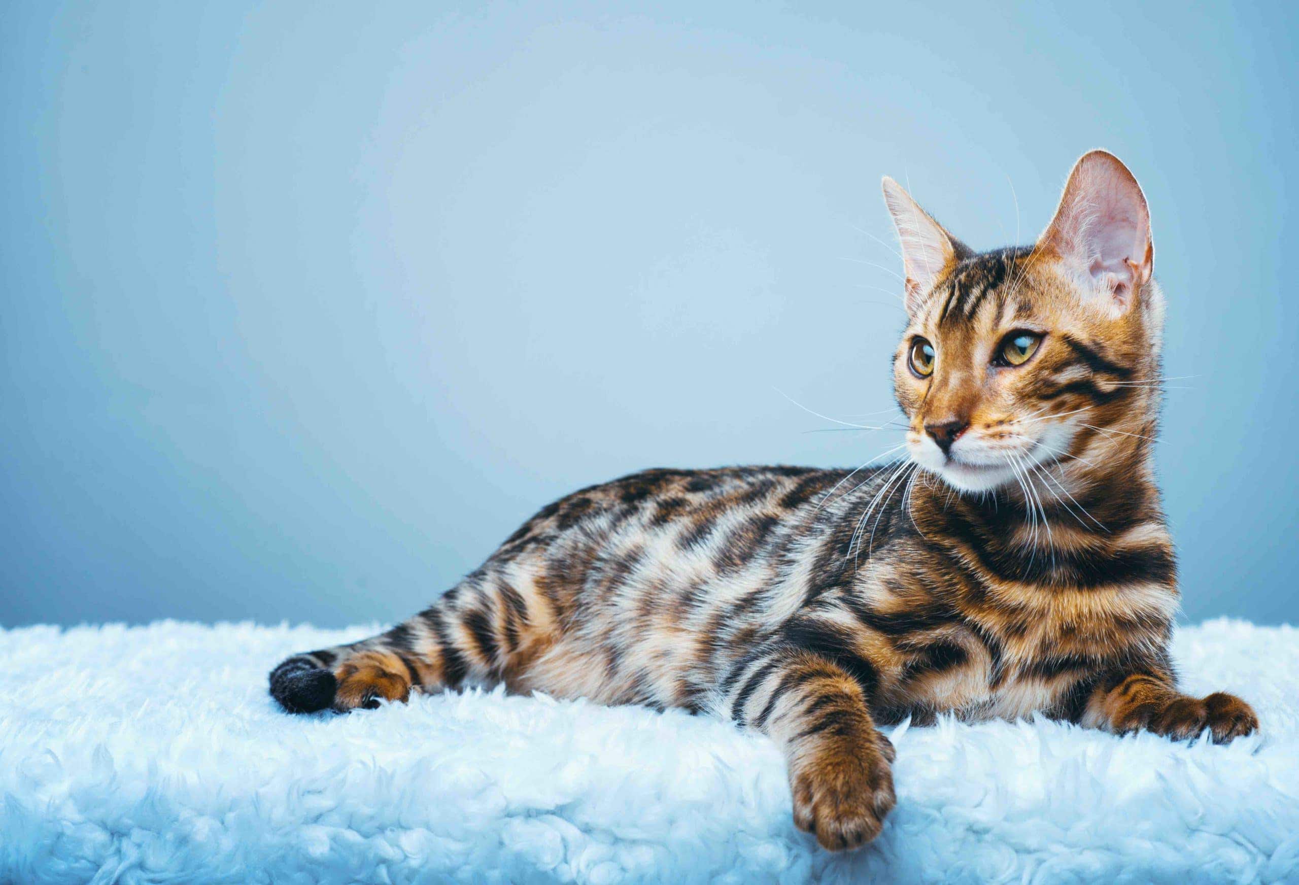 10 Cats That Look Like Tigers