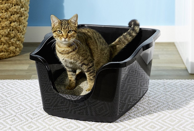 tabby cat in a high sided cat litter box