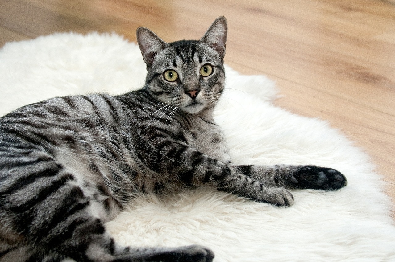 tabby cat on the floor