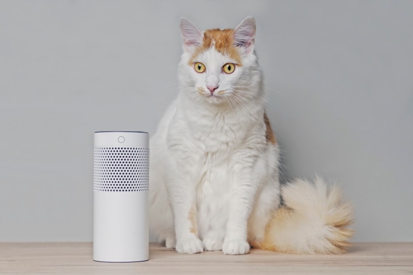 tabby cat sitting beside smart speaker