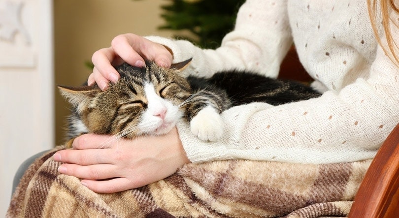 chat tigré dormant sur les genoux du propriétaire