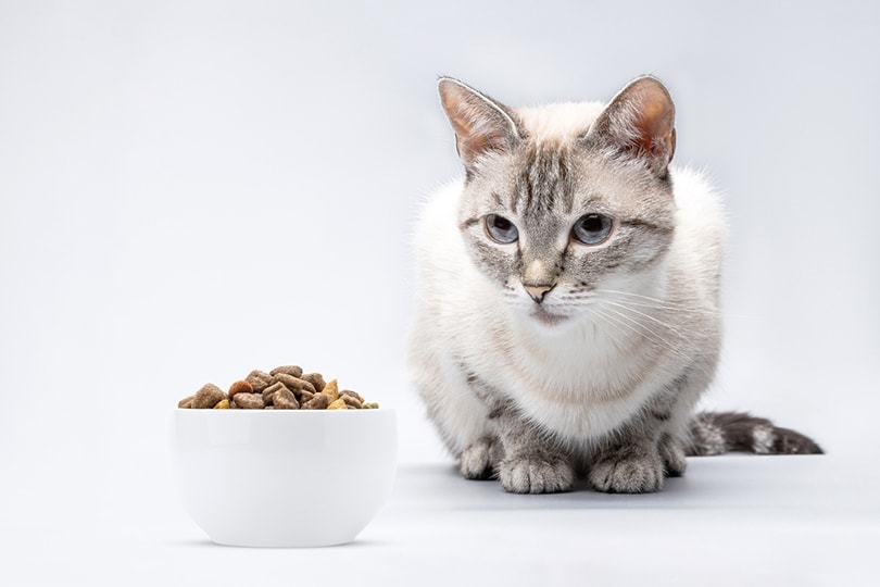 tabby siamese cat waiting to eat dry cat food