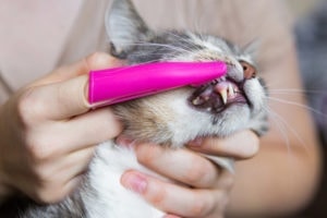 teeth brushing a cat with a pink brush