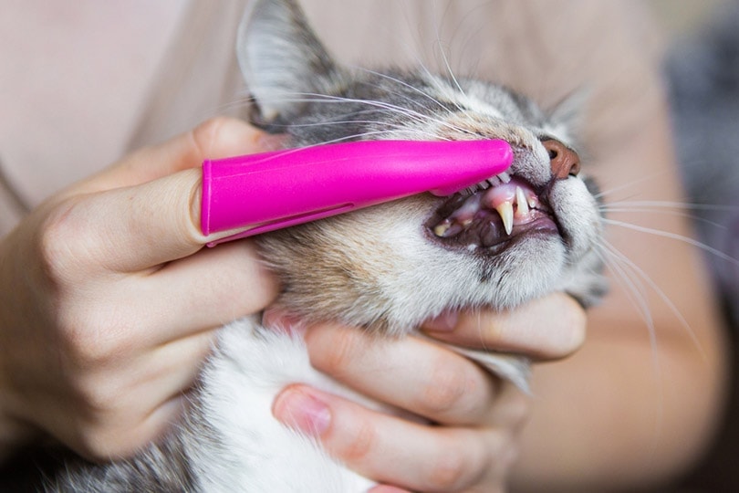đánh răng cho mèo bằng bàn chải màu hồng