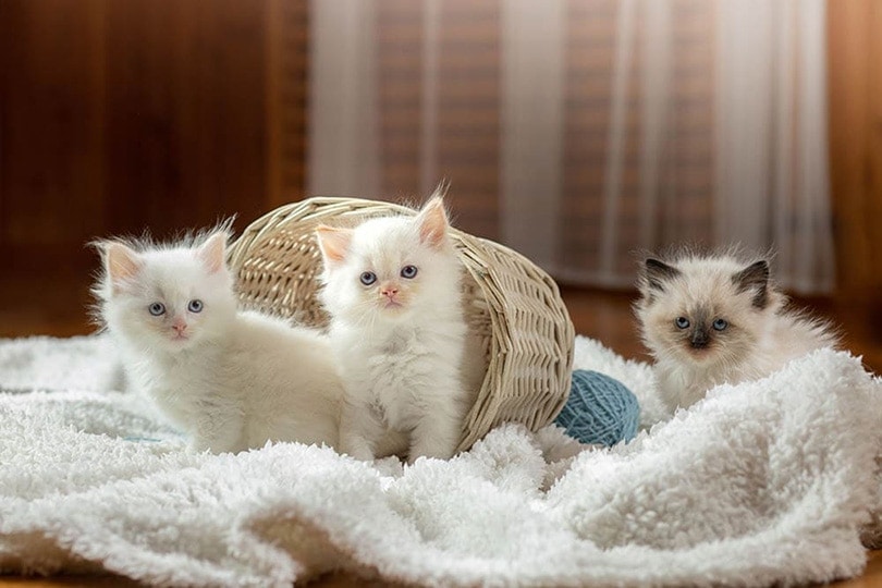 Ragdoll Kittens For Sale in Massachusetts: Breeders List 2021 | Hepper