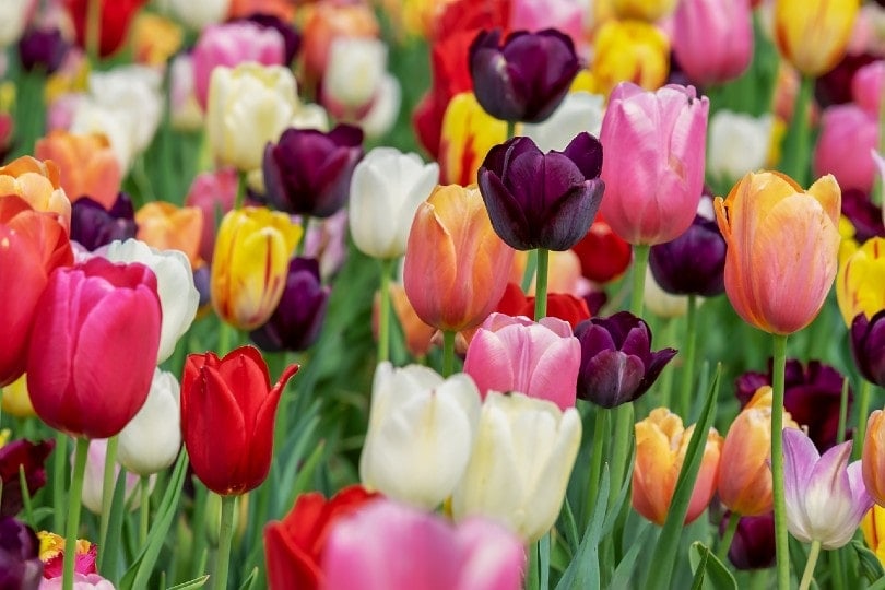 Tulips bad for sales dogs