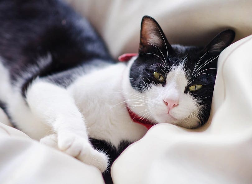 Gato blanco y negro con collar rojo.