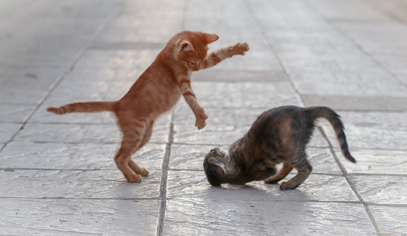 hai chú mèo mướp đang chơi đùa