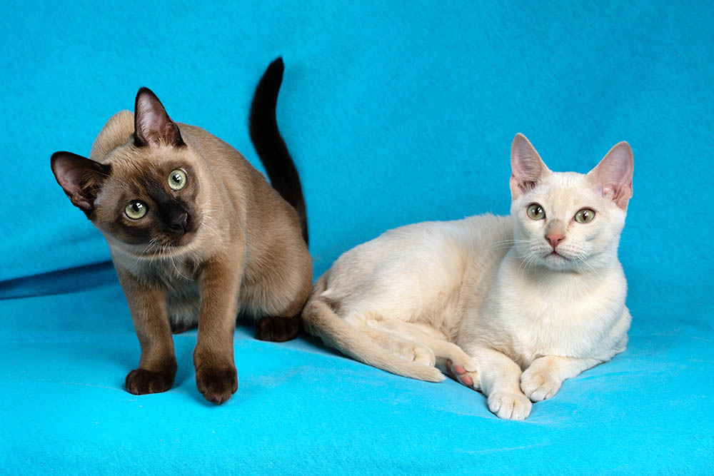 two tonkinese cats