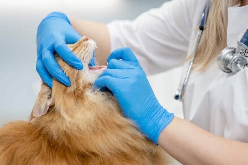 veterinarian checks mouth of the maine coon cat