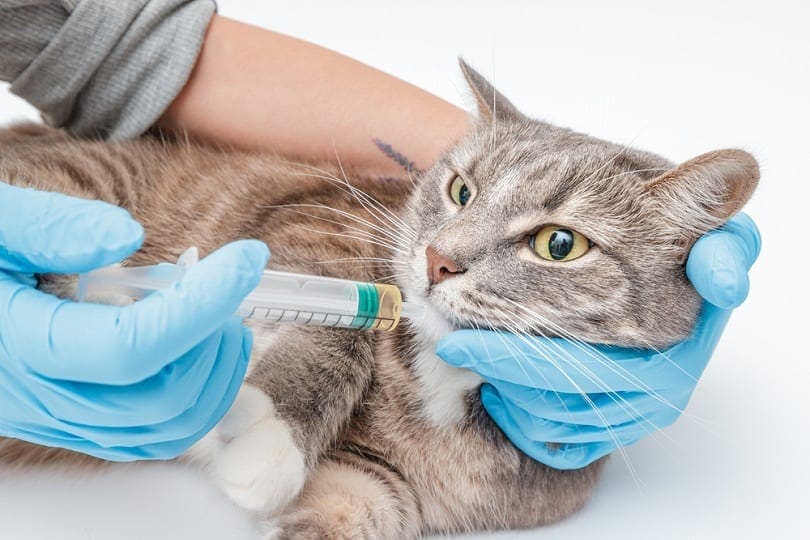 veterinarian feeds the cat using a syringe