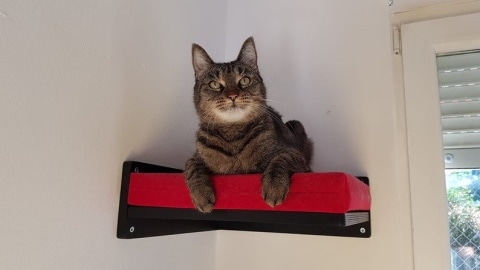 corner cat shelf