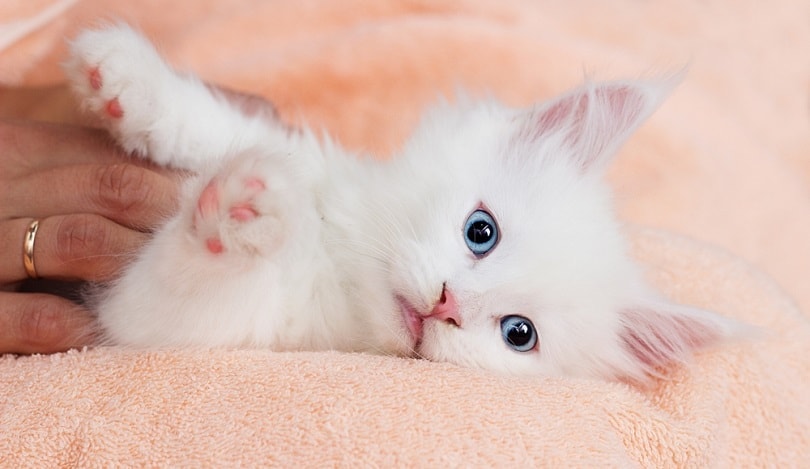 white maine coon kitten