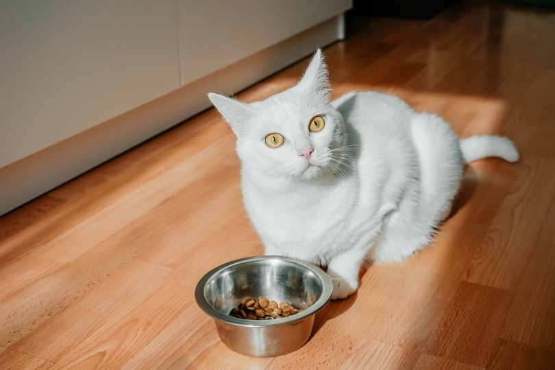 A white cat eating food