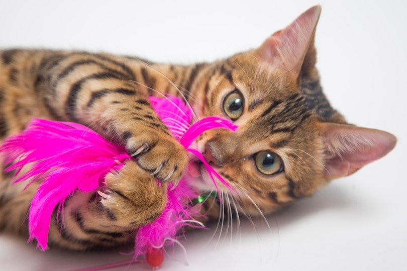 young bengal cat playing an interactive toy