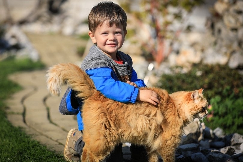 young boy playing with cat