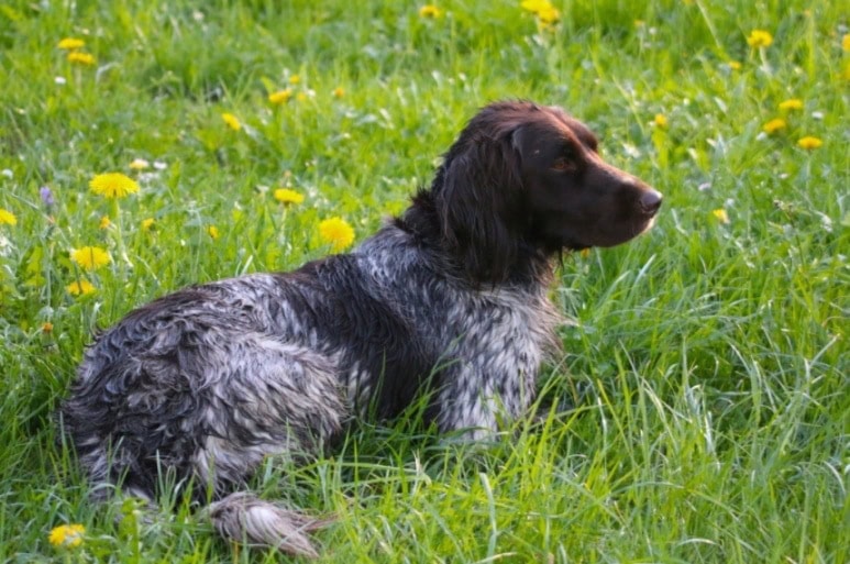 blue spaniel