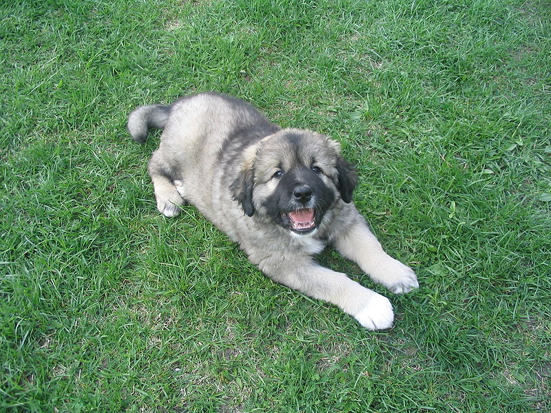 10Caucasian Shepherd Dog