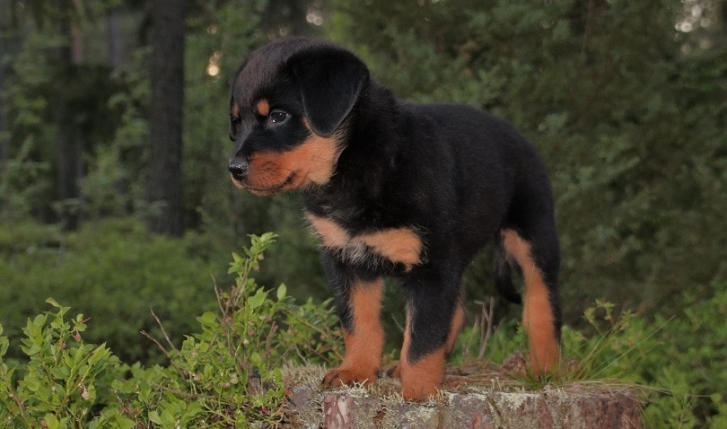 Rottweiler Growth & Weight Chart (Puppy To Adult) | Hepper