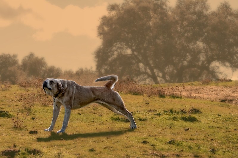 Anatolian Shepherd stretching