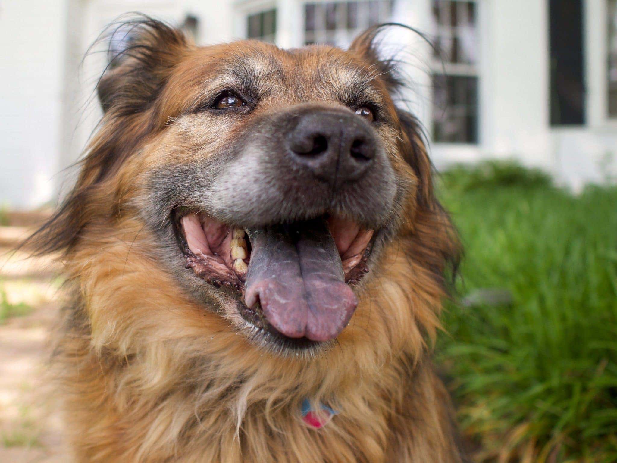 German Shepherd and Chow Chow Mix