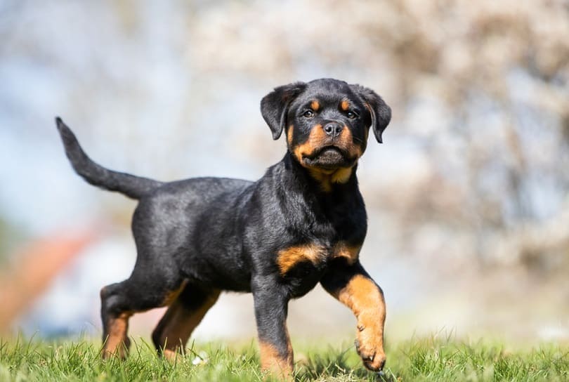 Rottweiler Growth & Weight Chart (Puppy To Adult) | Hepper