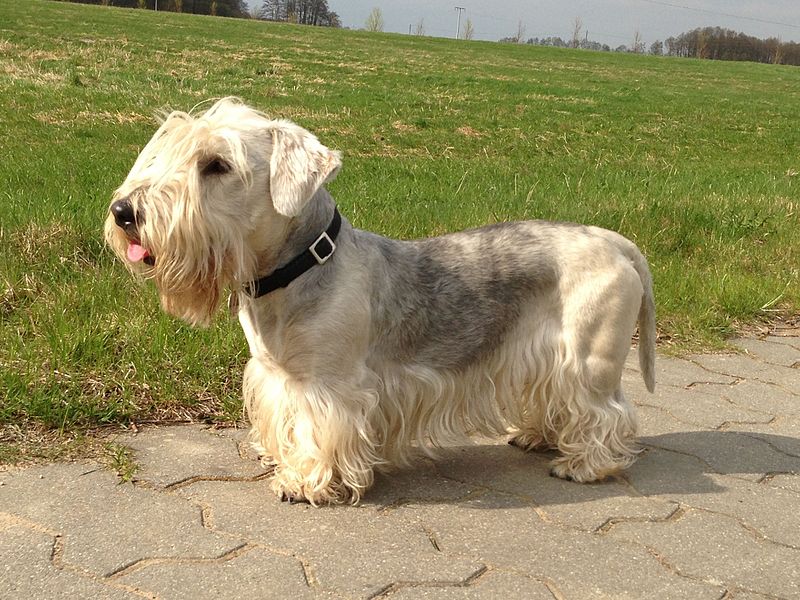 18Cesky Terrier