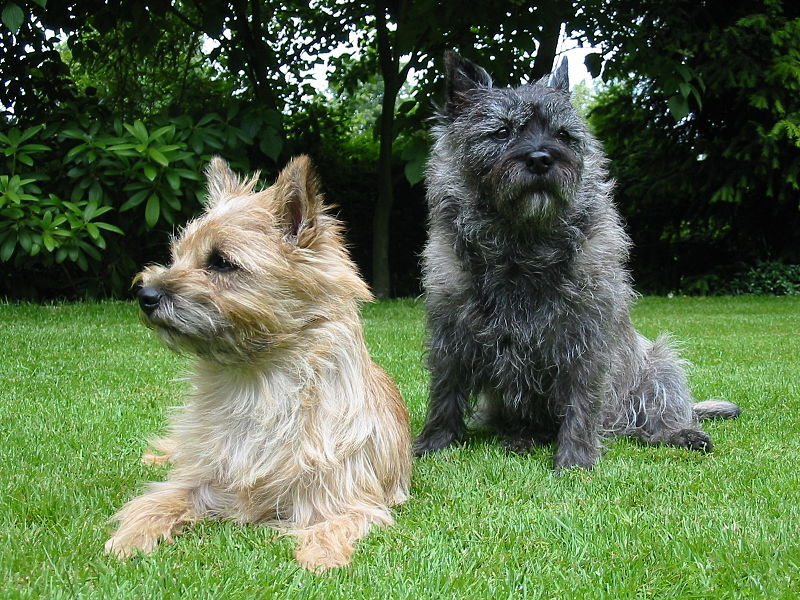 1cairn terrier