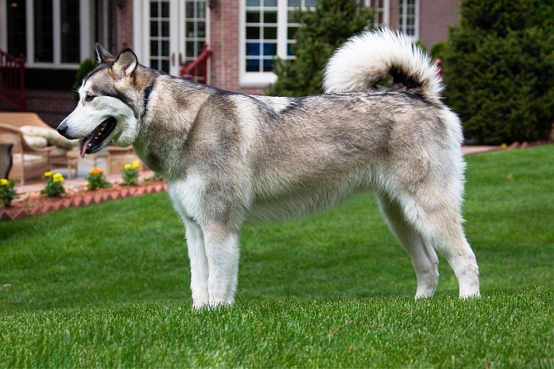 medium muscular dog breeds