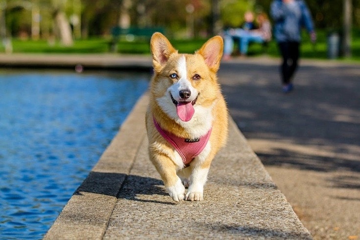 2 color eyed Corgi