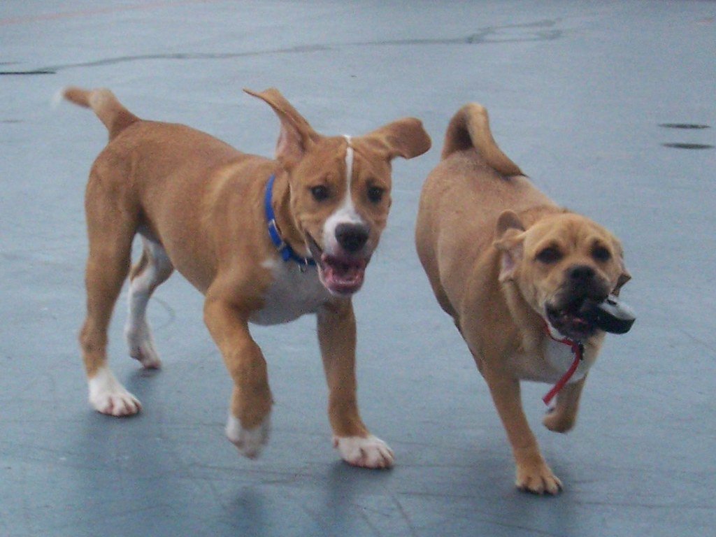 beabull - beagle bulldog
