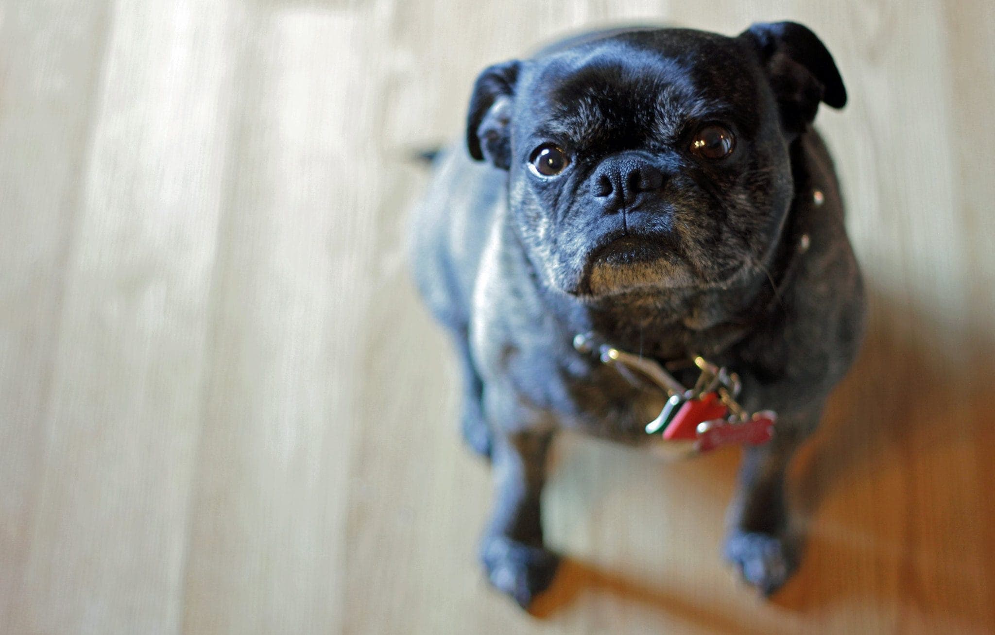Pug and boston hot sale terrier mix puppy