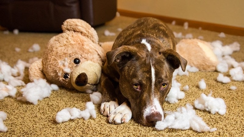dog mess