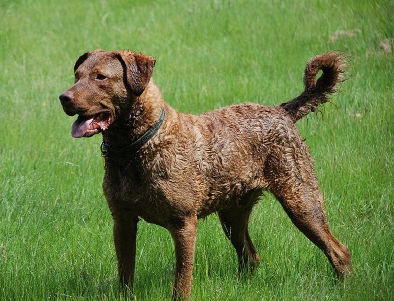 23Chesapeake Bay Retriever
