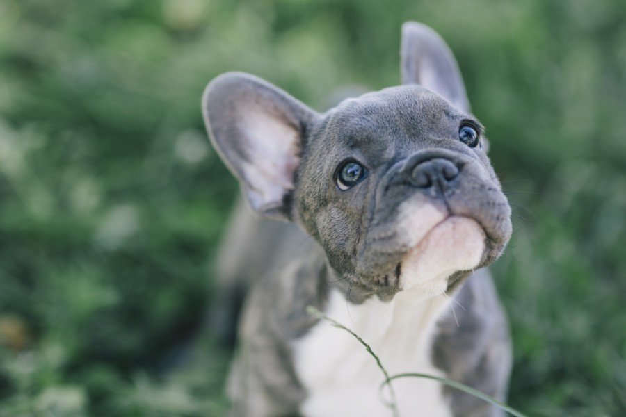 Blue Frenchie Nation , Bulldog Francés