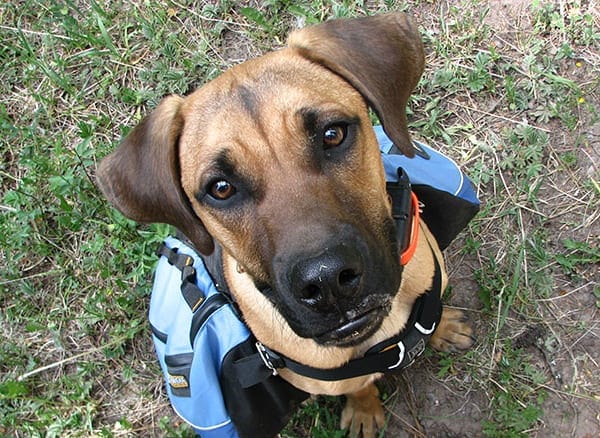 Black mouth cur shop husky mix
