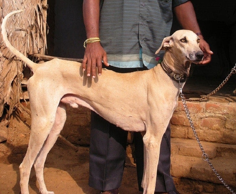 31Chippiparai
