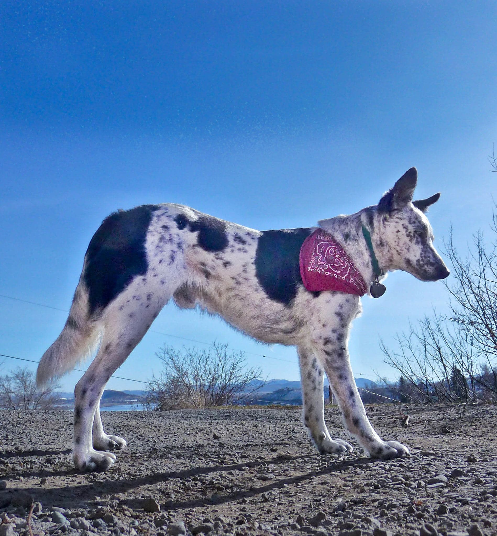 Blue Heeler Border Collie Mix