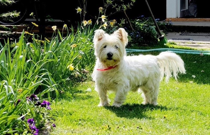3West Highland White Terrier